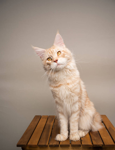 cream tabby beige maine coon cat portrait - Photo, Image