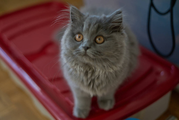 милый голубой горец британский длинноволосый короткошерстный котенок переднее лицо - Фото, изображение