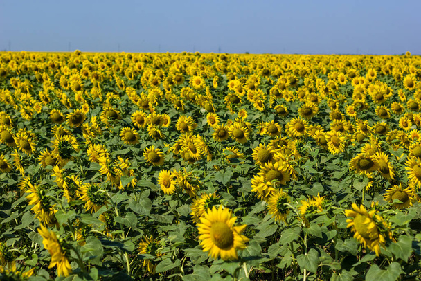 Поле соняшників опівдні в літній день
 - Фото, зображення