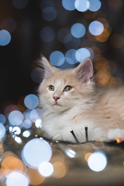 carino gattino con Natale luce stringa bokeh - Foto, immagini