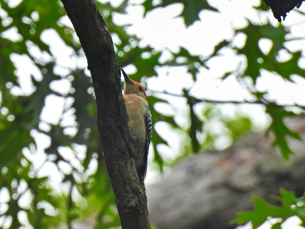 Specht auf einem Ast: Rotbauchspecht schuppt einen Eichenzweig mit Schnabel aus und zeigt mit roten Federn auf dem Kopf und eichengrünen Blättern im Hintergrund - Foto, Bild