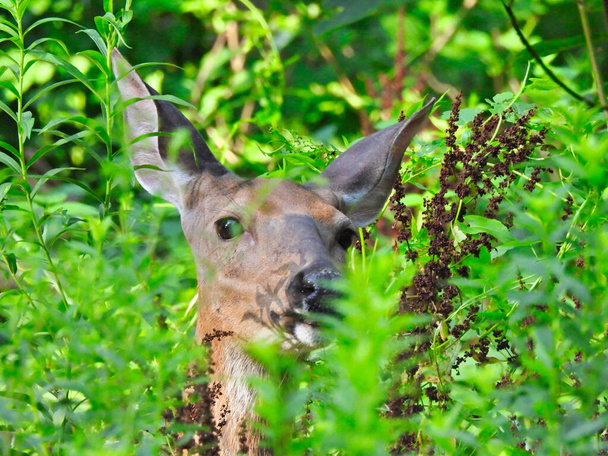 Cerf dans la forêt : Le cerf de Virginie femelle est ludique avec des oreilles légèrement détendues alors qu'elle renifle et se cache derrière un feuillage vert vif dans les bois au soleil - Photo, image