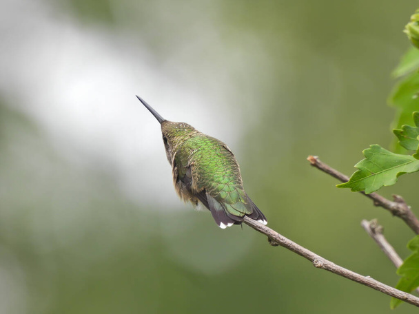 Ruby-Throated Hummingbird Isolated Seen From the Back Perched on a Bush Stem Stretching with Beak Pointing Up In Unicorn Position with Blurred Background and Halo Effect from Sunlight - Photo, Image