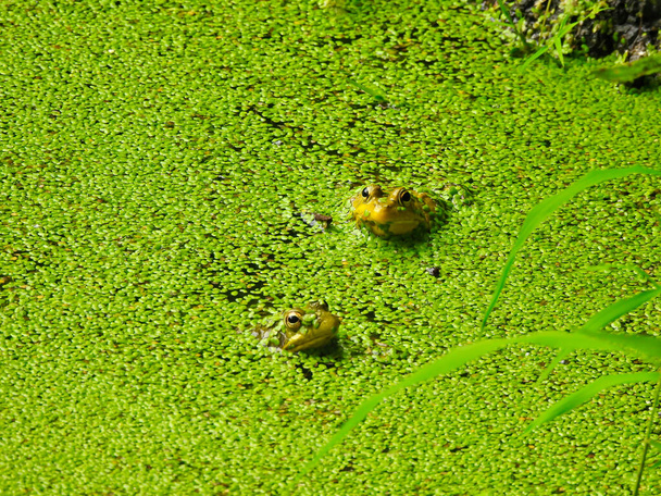 Dos pequeñas ranas toro bebé con cuerpos sumergidos en el agua cubierta con verde brillante Duckweed sus cabezas, oídos y ojos visibles en un día soleado de verano ' - Foto, imagen