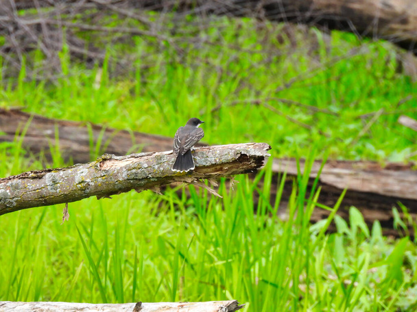 Eastern Kingbird Bird Perched on a Fallen Tree Branch Ready to Take Flight Surrounding by High Grass - 写真・画像