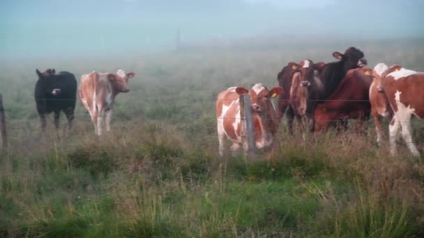 Pâturage des vaches au coucher du soleil, Islande - Séquence, vidéo