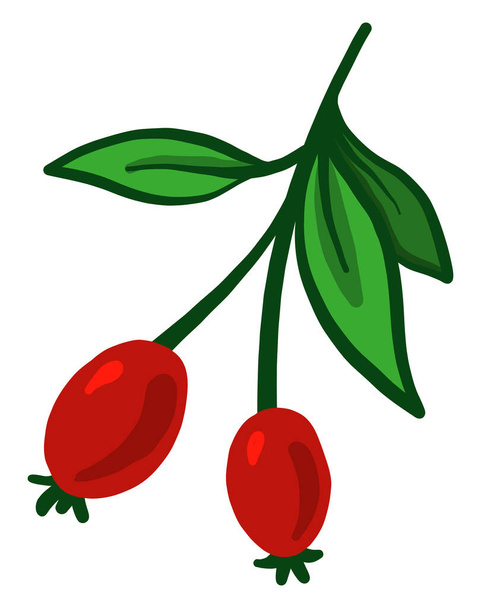 Rosa mosqueta en una rama, ilustración, vector sobre un fondo blanco. - Vector, imagen