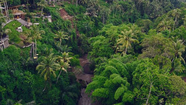 Forest on a Bali are photographed from a drone - Foto, immagini