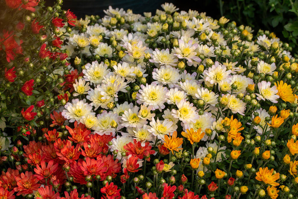 Teljes keret textúra háttér színes ősz virágzó krizantém virágok egy fényes napos kert táj - Fotó, kép
