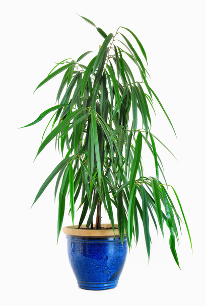 Растение в керамике
 - Фото, изображение