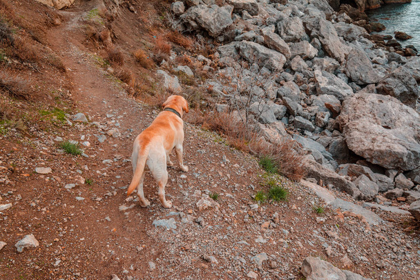 Σκύλος διάσωσης. Ένα μπεζ σκυλί στέκεται σε μια βραχώδη παραλία και βλέπει προς τη θάλασσα. Η έννοια της διάσωσης των ανθρώπων από τα ερείπια στα βουνά. Σκύλος στα βουνά - Φωτογραφία, εικόνα