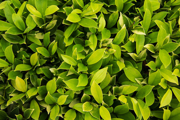 Blätter Pflanze, Hintergrund. - Foto, Bild