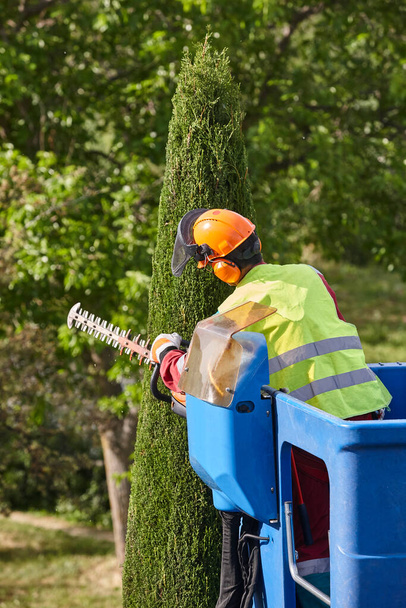 Обрізка садівника кипарисовим деревом з бензопилою на крані
 - Фото, зображення