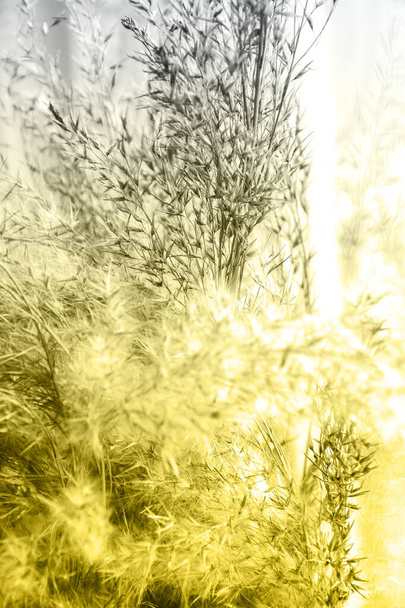 Επίδειξη μοντέρνα χρώματα 2021 - Γκρι και κίτρινο. Χρώμα του έτους 2021. Χόρτο πάμπας. Φωτεινό, υπέρτατο γκρι. Μοντέρνο γρασίδι Μέντοου. Αποξηραμένα φυτά. Αντιγραφή χώρου. - Φωτογραφία, εικόνα