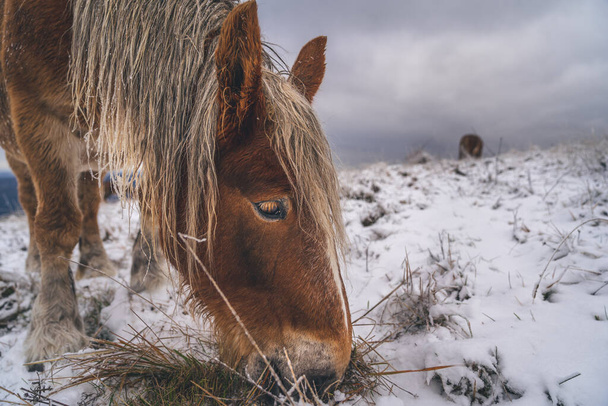 Beautiful, rugged italian wild horse in the snow - landscape - Φωτογραφία, εικόνα