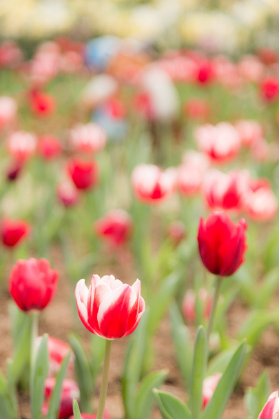 two tone color tulip flower - Foto, Bild