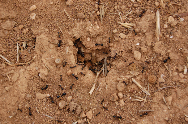 muurahaispesä
 - Valokuva, kuva