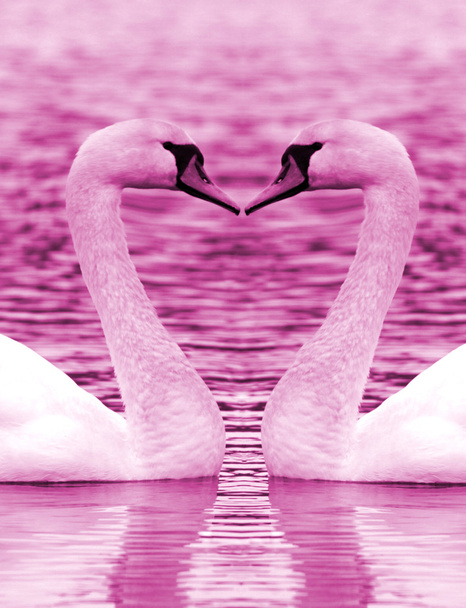 Swan heart - Foto, imagen