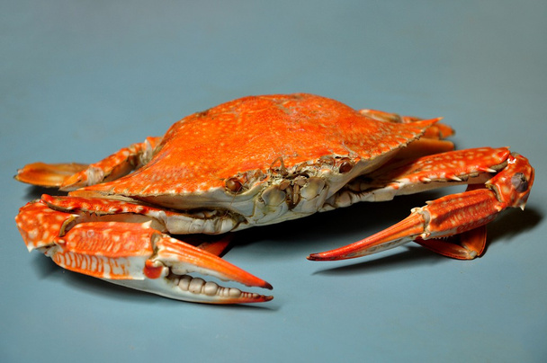 gedämpfte Krabben - Foto, Bild