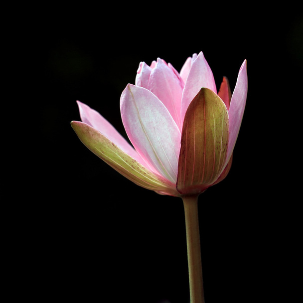 virágzó lotus flower - Fotó, kép