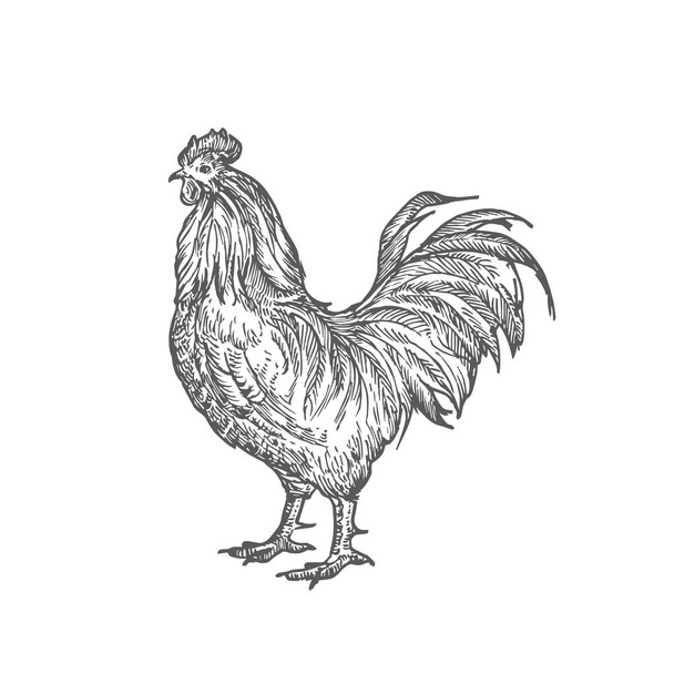 Rooster Hand Drawn Vector Illustration. Abstract Domestic Poultry Bird Sketch. Doodle Style Drawing. - Διάνυσμα, εικόνα