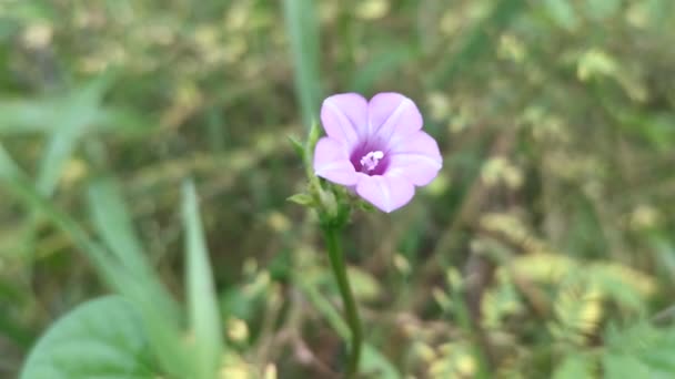 dziki mały ipomoea triloba kwiat - Materiał filmowy, wideo