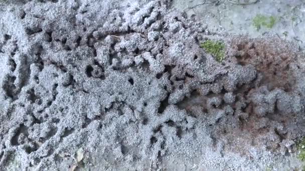 Ameisennest auf dem Boden - Filmmaterial, Video