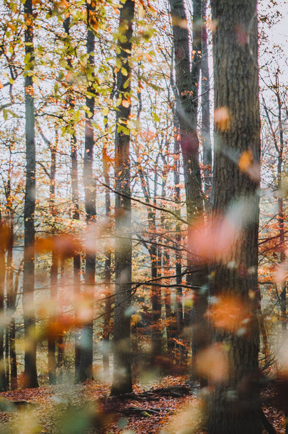A vertical shot of autumnal leaves on the trees in the forest - Fotografie, Obrázek
