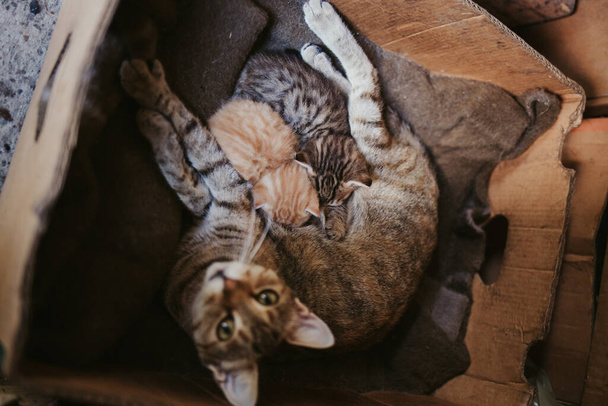 A top view of little baby cute kitten breastfeed mom cat - Фото, изображение
