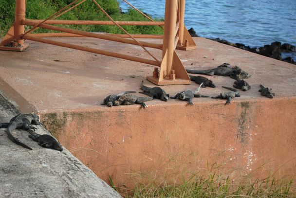 A high angle shot of a group of iguanas resting by the sea - Fotó, kép
