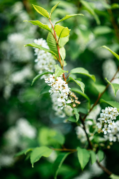 White bird cherry blooming in spring - Fotoğraf, Görsel