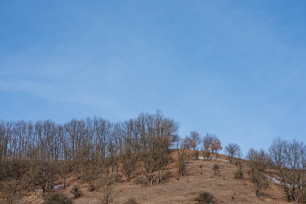 A horizontal shot of high trees on a hill under the blue sky - Foto, immagini