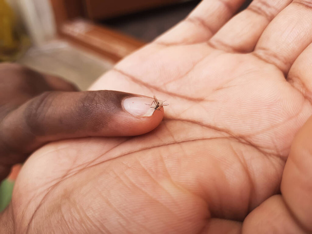 Closeup de Homem segurando Mosquito em uma mão e no topo da mão sentado - Foto, Imagem