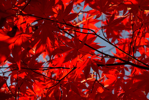 Κοντινό πλάνο του ιαπωνικού σφενδάμου παλαμικού με τα διακριτικά κόκκινα φύλλα του κατά την φθινοπωρινή περίοδο. - Φωτογραφία, εικόνα