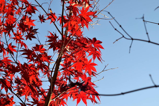 Close-up van Japanse palmesdoorn met zijn kenmerkende rode bladeren in het najaar. - Foto, afbeelding