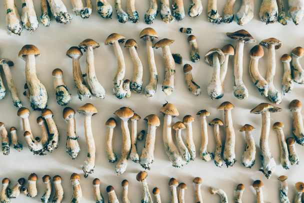 lääkinnälliset sienet Psilocpercubensis - Valokuva, kuva