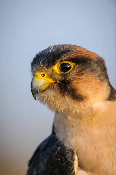 Lanner falcon (Falco biarmicus), KwaZulu Natal. South Africa - Photo, Image