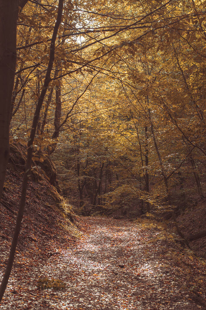 A vertical shot of wonderful autumn forest - Foto, afbeelding