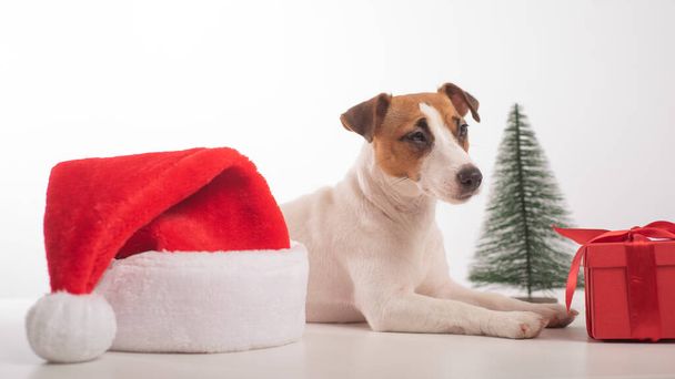 Dog jack russell terrier getting ready for christmas. - Fotó, kép