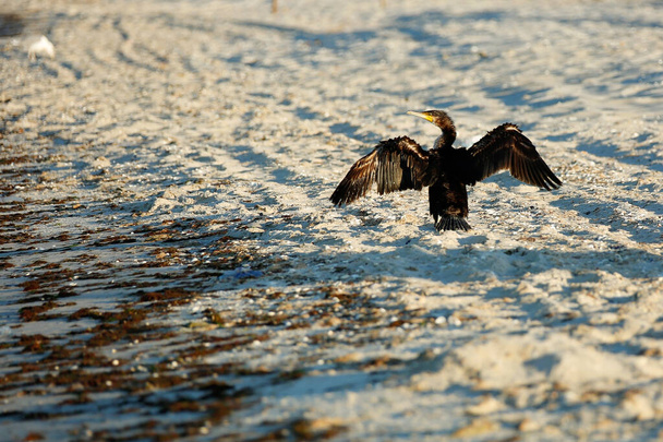 Wielki czarny kormoran, węglowodany Phalacrocorax, suszy pióra na plaży. - Zdjęcie, obraz