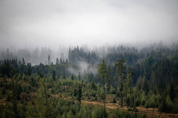 Trees and morning mist in High Tatras mountains, Slovakia - Fotografie, Obrázek