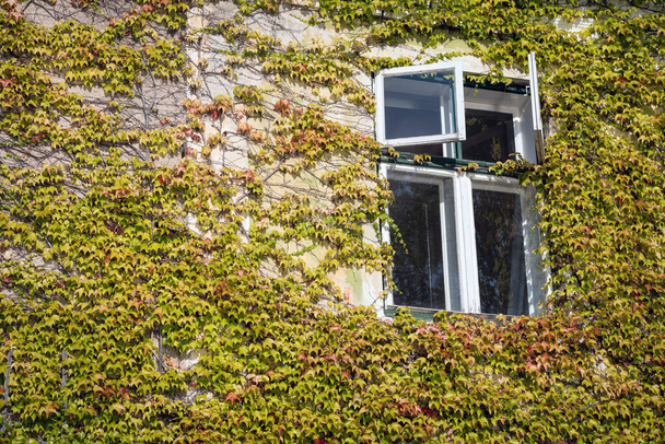 Kaunis värikäs syksyn lehdet ympäri ikkunaa - Valokuva, kuva