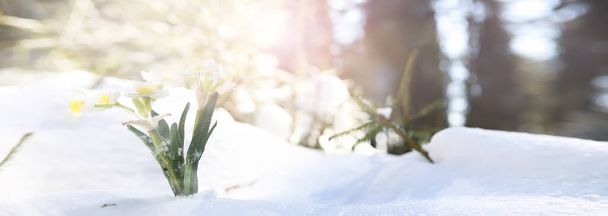 Το πρώτο ανοιξιάτικο λουλούδι. Χιόνι στο δάσος. Άνοιξη ηλιόλουστη μέρα στο δάσος. - Φωτογραφία, εικόνα