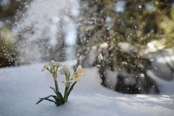 Первый весенний цветок. Снеговик в лесу. Весна солнечный день в лесу. - Фото, изображение