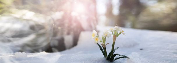 První jarní květina. Sněhová vločka v lese. Jarní slunečný den v lese. - Fotografie, Obrázek