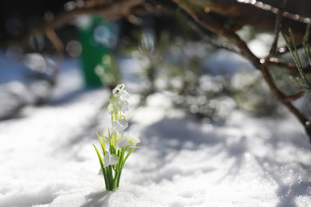 Το πρώτο ανοιξιάτικο λουλούδι. Χιόνι στο δάσος. Άνοιξη ηλιόλουστη μέρα στο δάσος. - Φωτογραφία, εικόνα