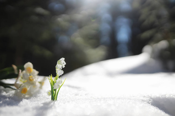 Перша весняна квітка. Сніг у лісі. Весняний сонячний день у лісі
. - Фото, зображення