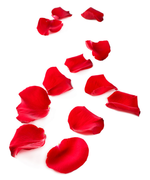Beautiful red rose petals, isolated on white - Photo, image