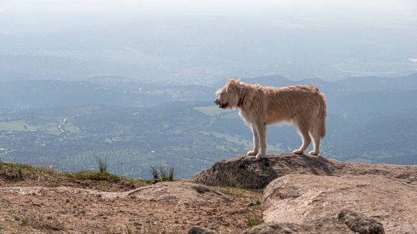 An eye-level shot of an adorable furry dog standing on top of a cliff - Photo, image