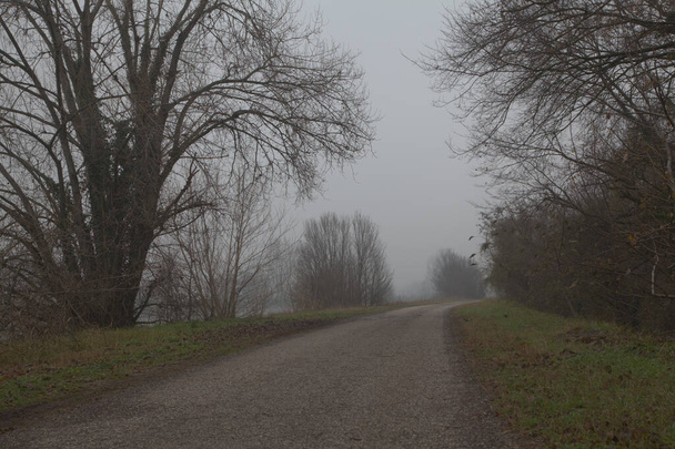 Pojedynczy pas ruchu na włoskiej wsi w mglisty dzień późną jesienią - Zdjęcie, obraz